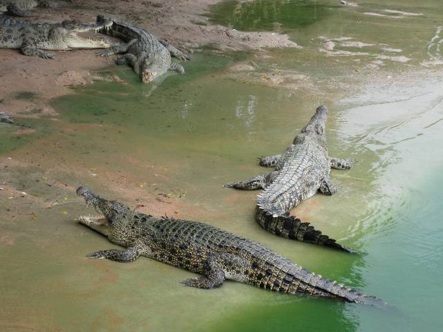 Thai crocodile